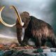 Illustration for article titled Mammoth Blood Brought Back to Life